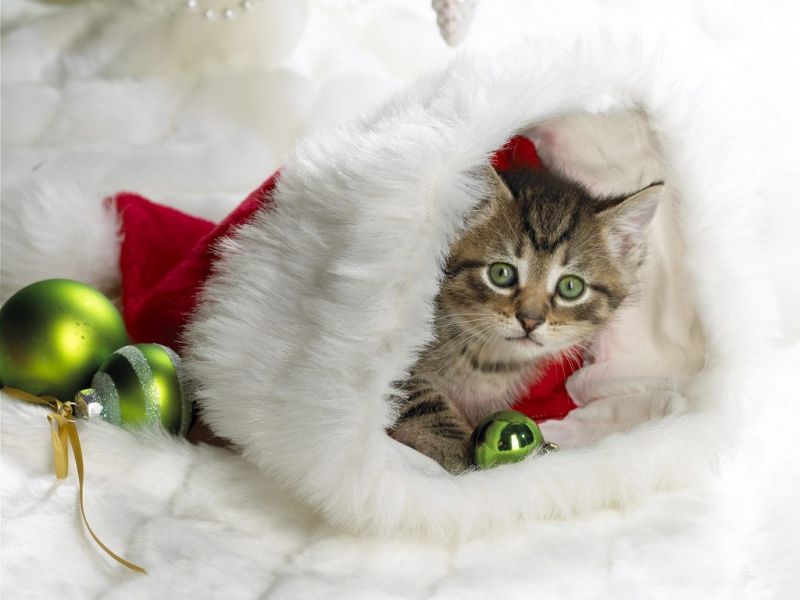 Котёнок спрятался в шапке Санта Клауса