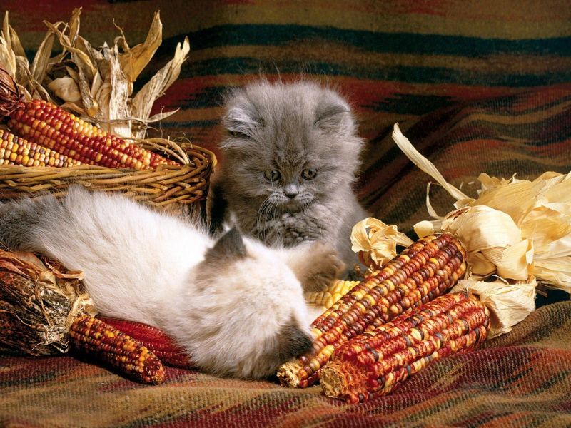 Котята играются с кукурузой на ткани
