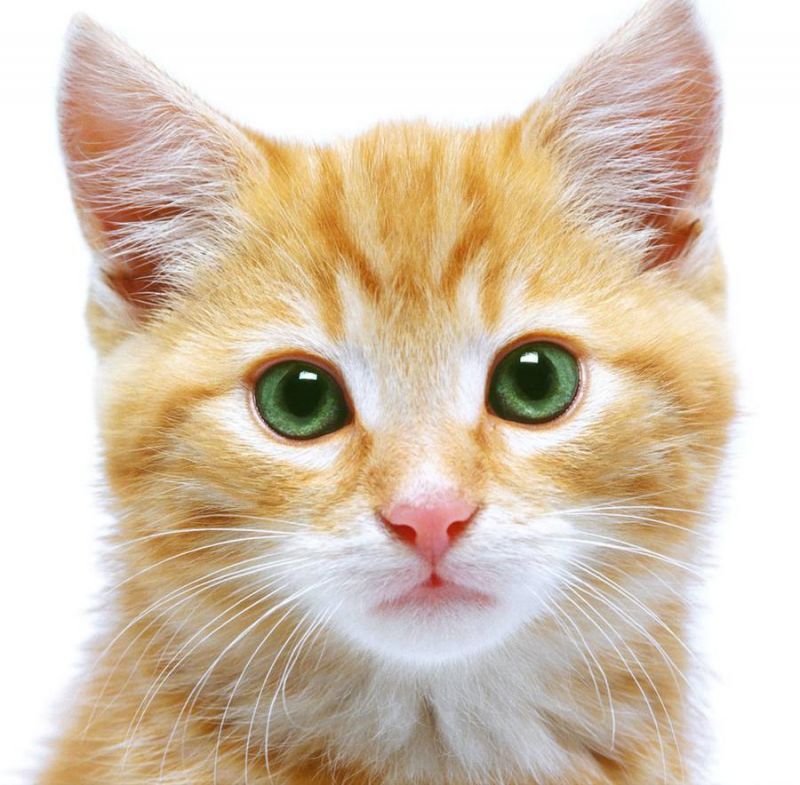 Милый рыжий котёнок с изумрудно-зелёными глазами