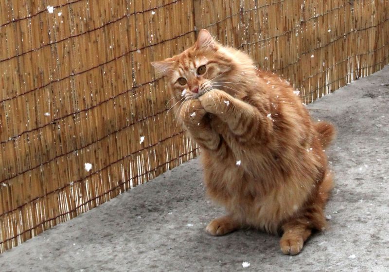 Рыжий кот ловит и ест снег