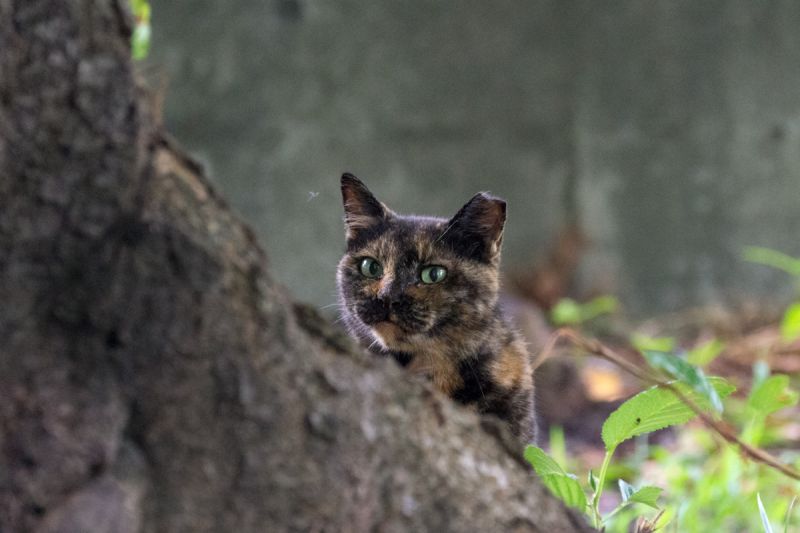 Черепаховая кошка карабкается по дереву