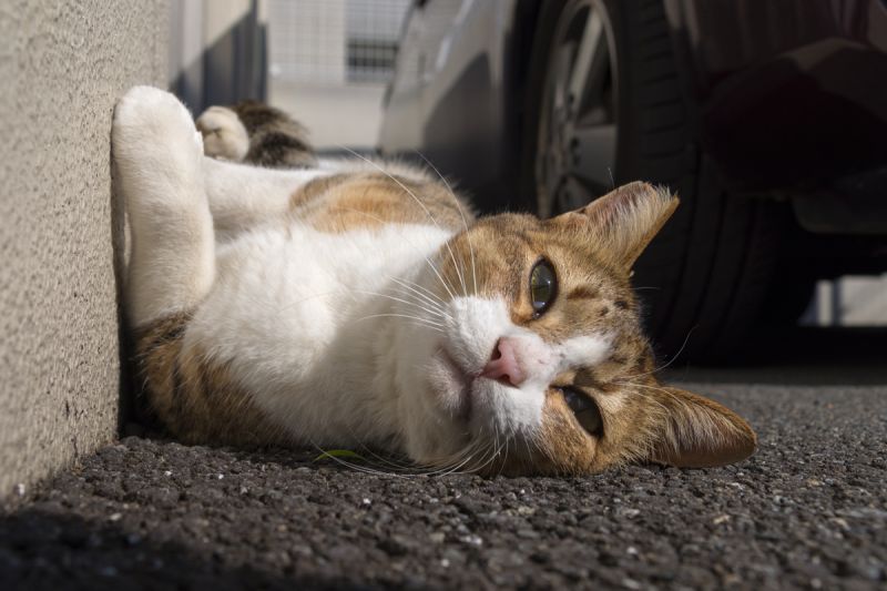 Кошка лежит у стены и греется под солнцем