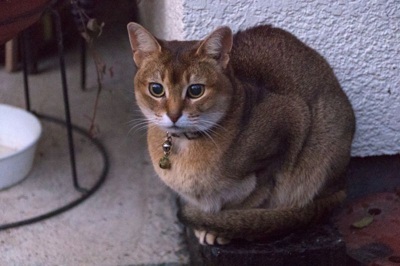 Абессинская кошка с удивленным взглядом