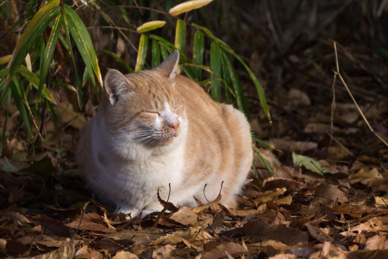 Рыжий кот греется на солнце в сухой листве