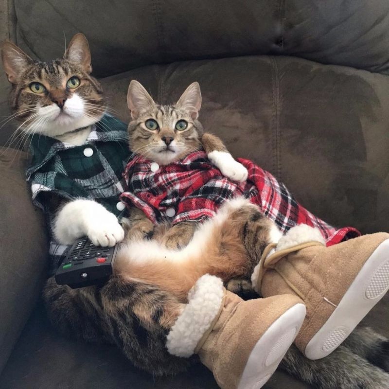Коты в рубашках и сапожках сидят на диване