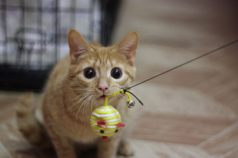 Очень удивленный кот играет с мышкой
