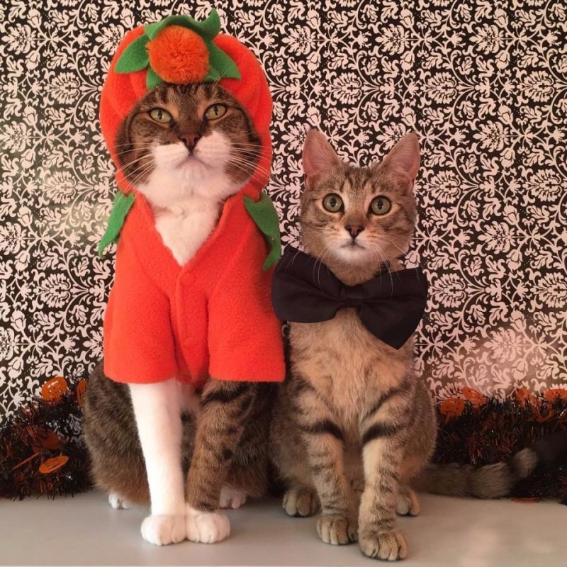 Коты в костюме помидорки и с бабочкой