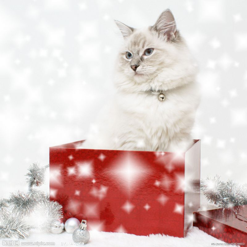 Белая кошка в красной новогодней коробке