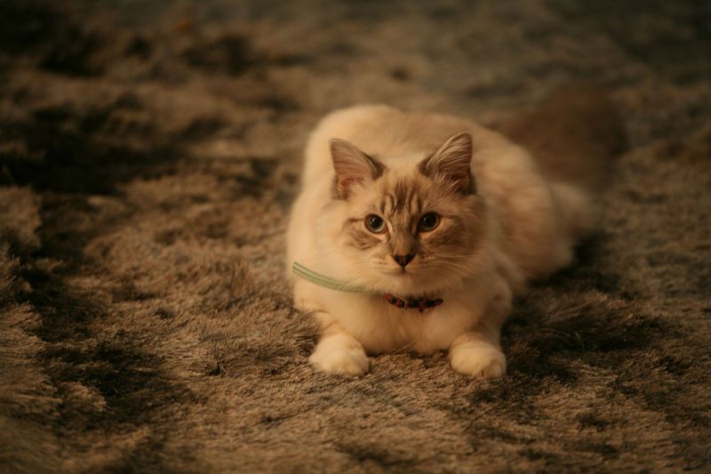 Белый кот с ошейником на ковре