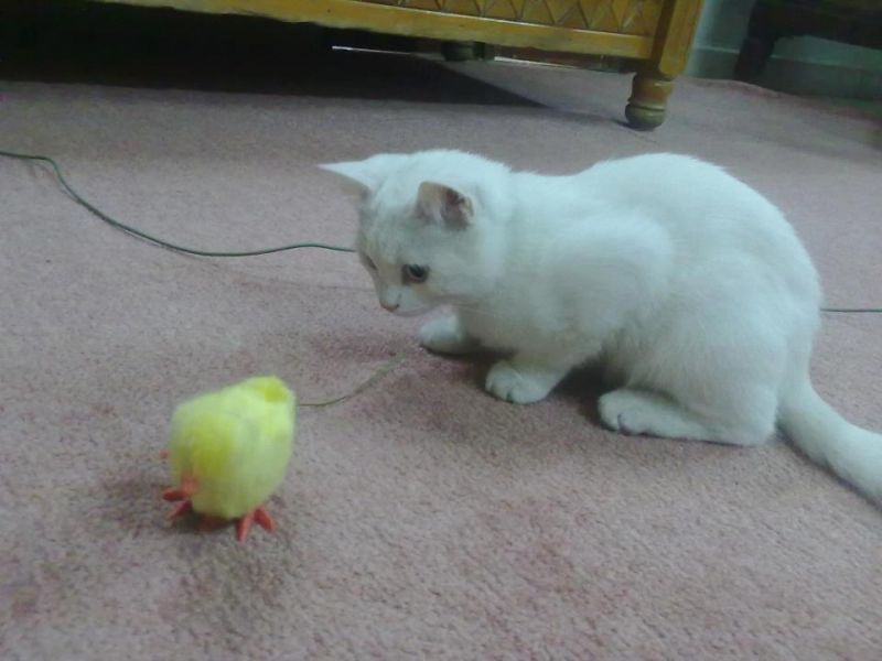 Белый котенок и заводной цыпленок