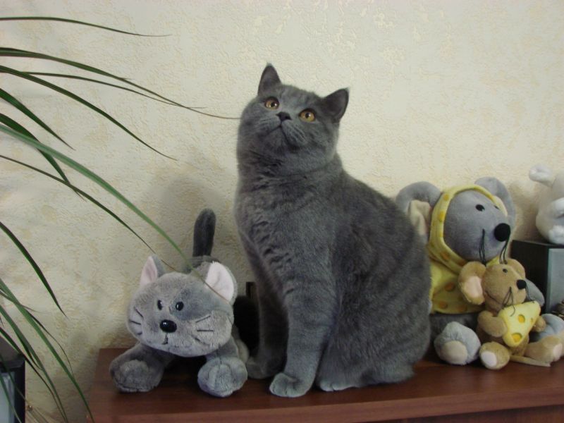 Британский кот на столе среди мягких игрушек