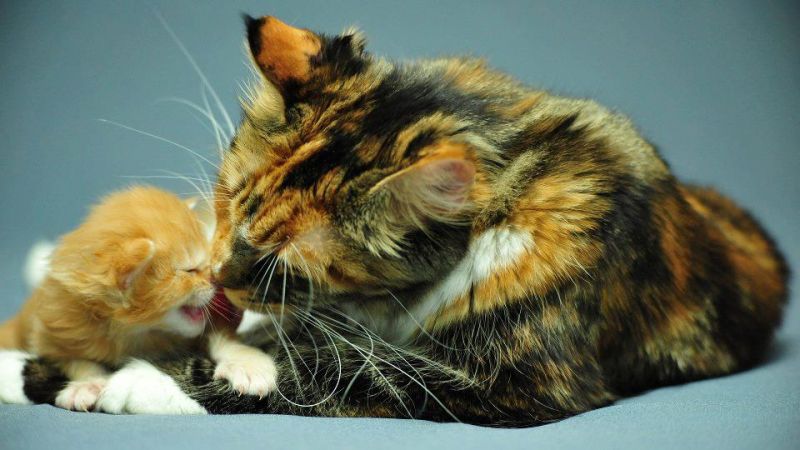 Черепаховая мама-кошка облизывает котенка