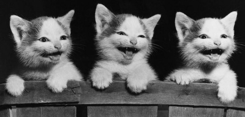 Черно-белое фото: три котенка на заборе