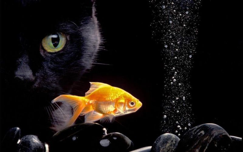 Черный кот следит за золотой рыбкой на черном фоне