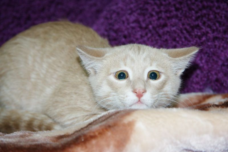 Испуганный персиковый кот прижал уши