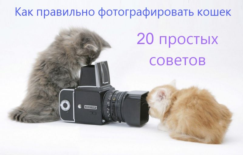 Как правильно фотографировать кошек: 20 простых советов