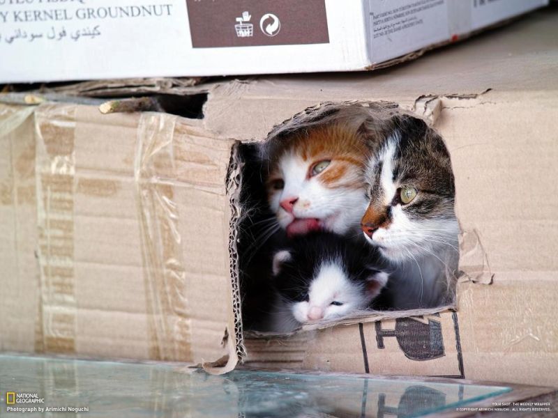 Кошачья семья прячется в коробке