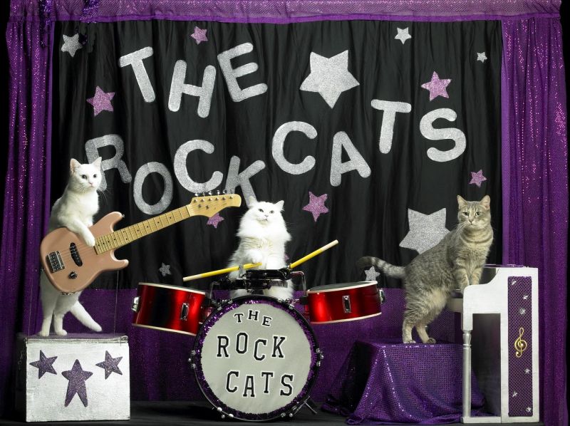 Кошки играют рок