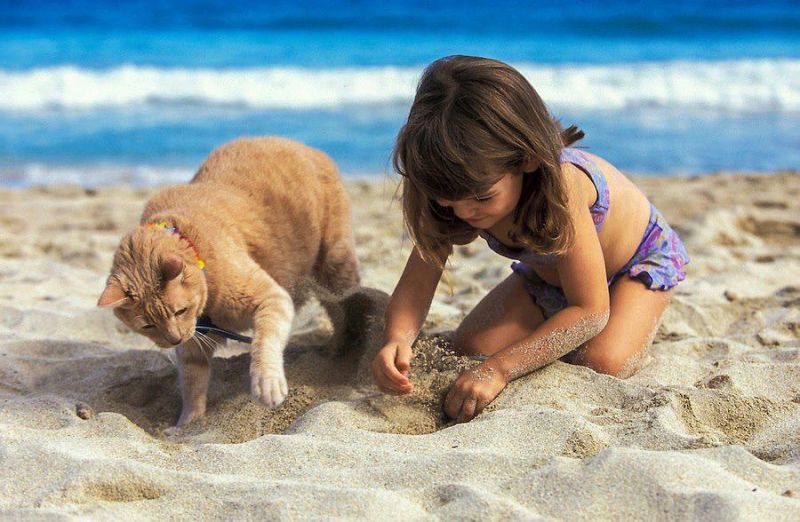 Кот и девочка роют ямки на берегу