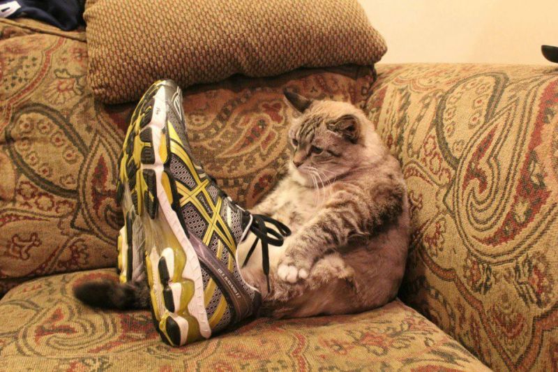 Кот примеряет кроссовки