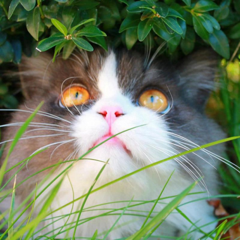 Кот с большими глазами под кустом брусники