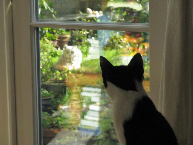 Кот следит через окно за кошкой в саду
