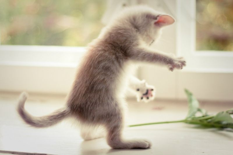 Котенок играет с листиком на окне