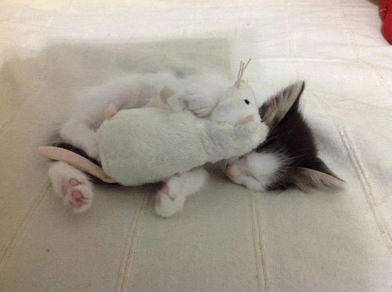 Котенок спит с игрушечной крыской