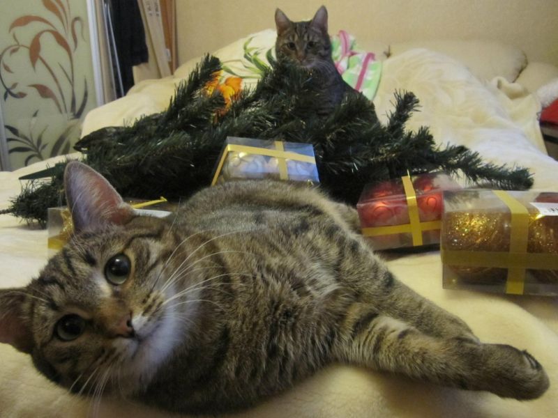 Коты лежат среди новогодних украшений