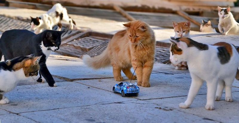 Коты следят за игрушечной машинкой