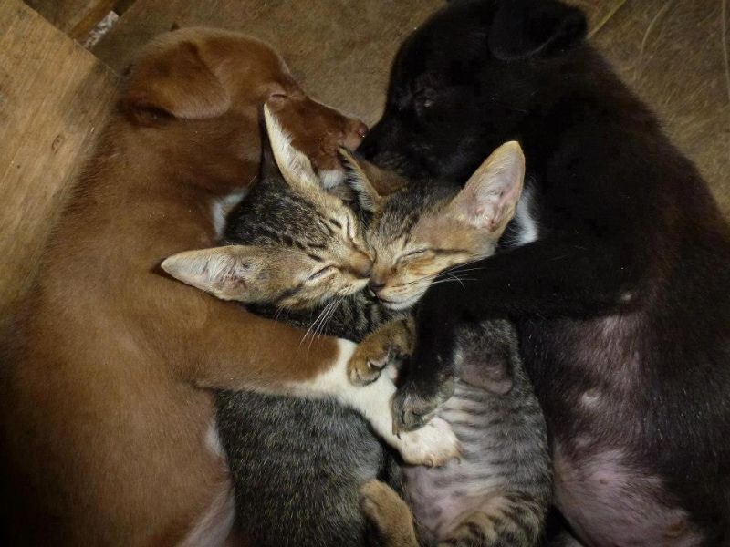 Котята и щенки спят в обнимку