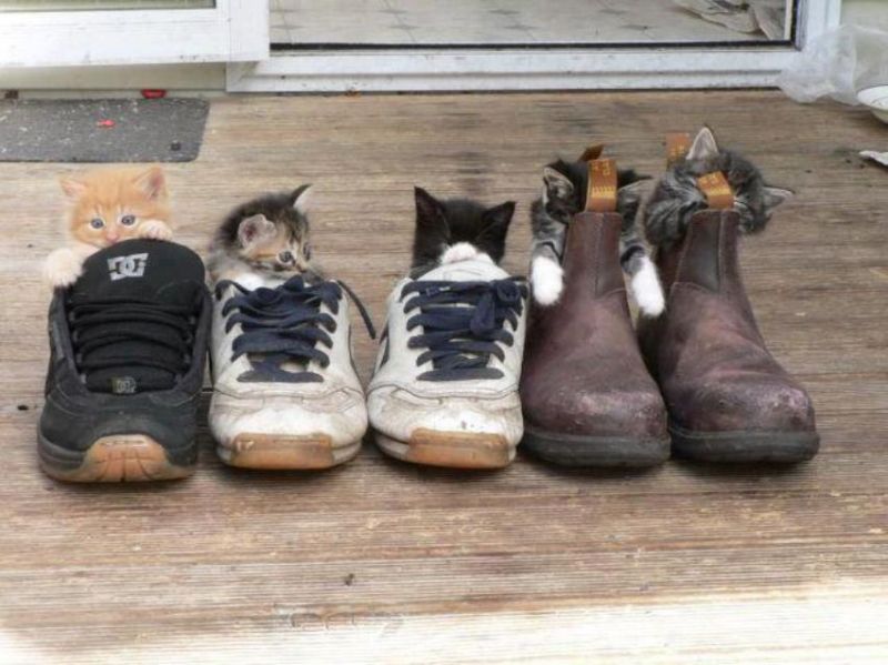 Котята спят в ботинках