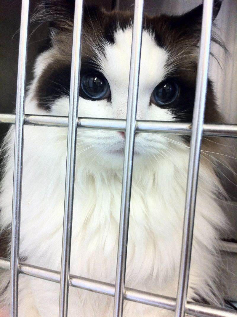 Красивая кошка с синими глазами за решеткой
