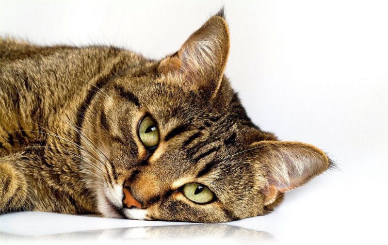 Морда полосатого кота с зелеными глазами