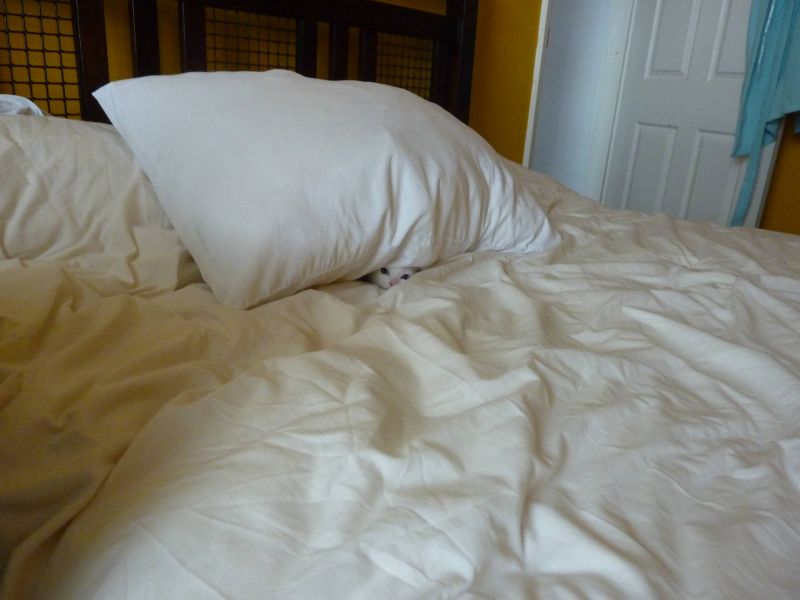 Найди кота: постель