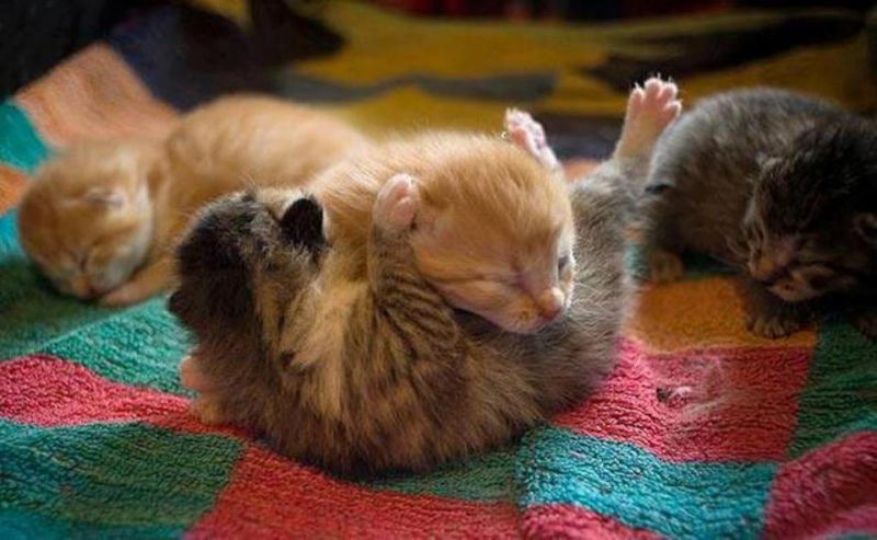 Новорожденные котята играют на одеяле