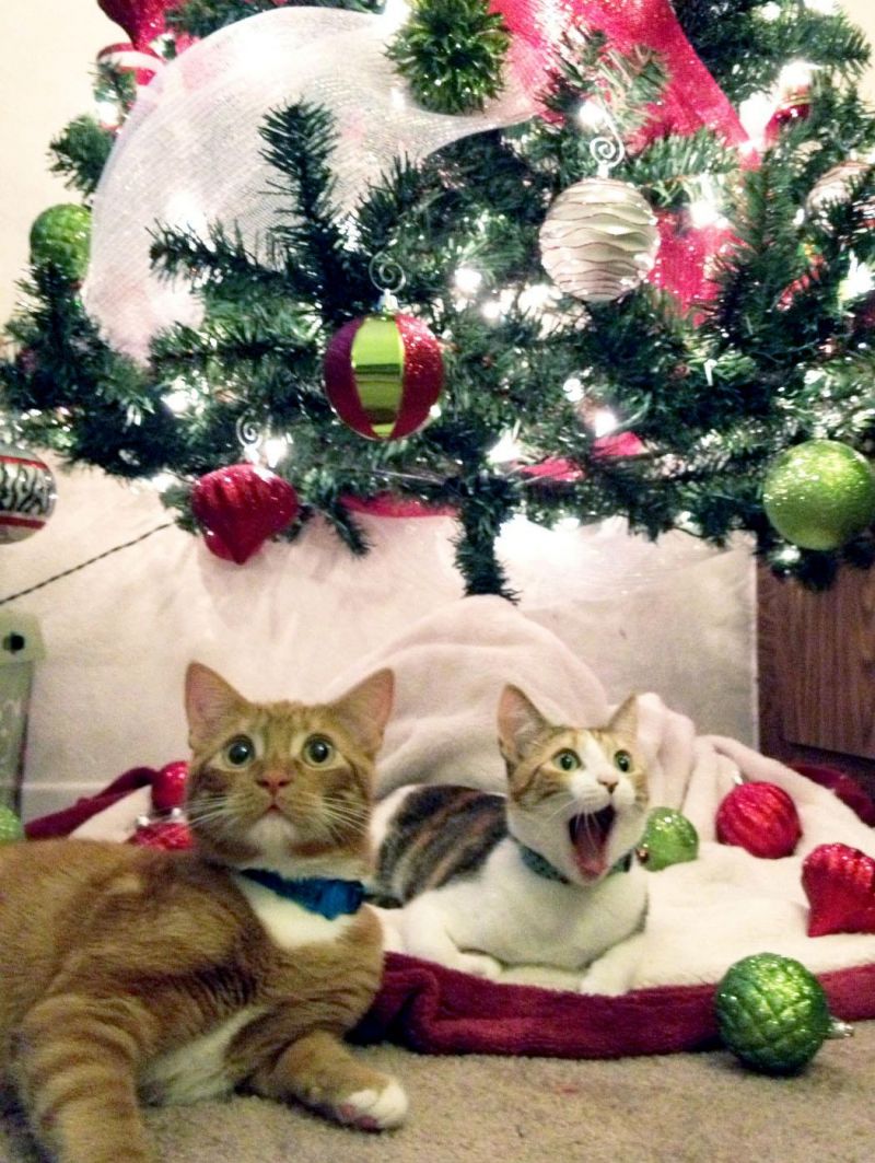 Очень удивленные коты под новогодней елкой