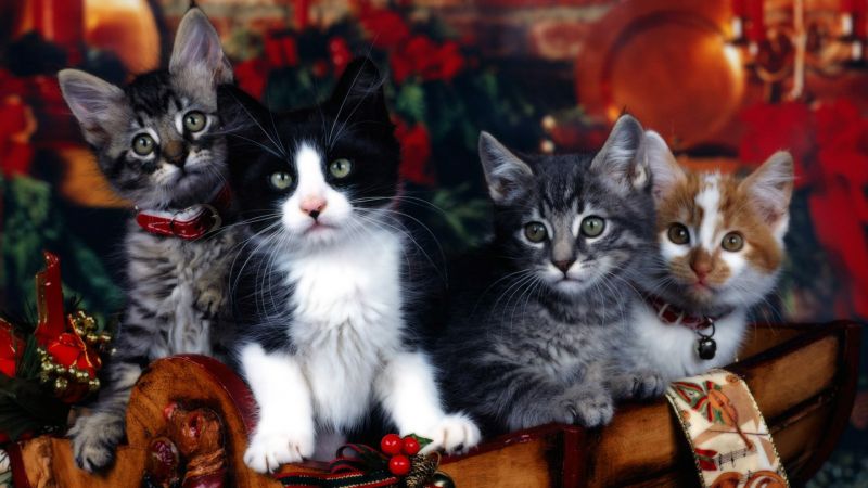 Открытка: 4 котенка в рождественской люльке