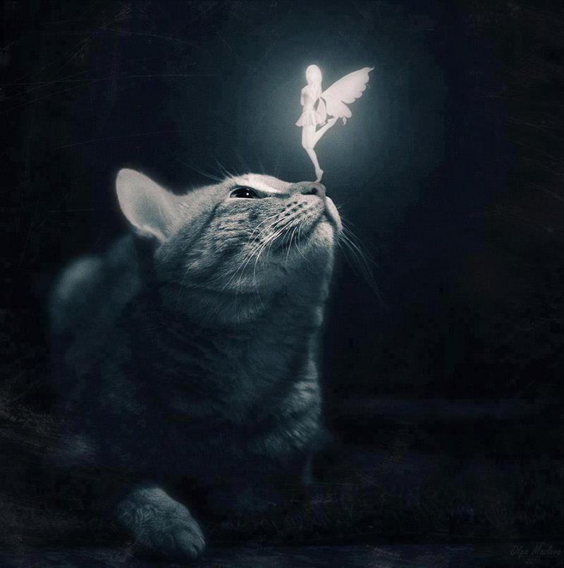 Открытка: кот и фея