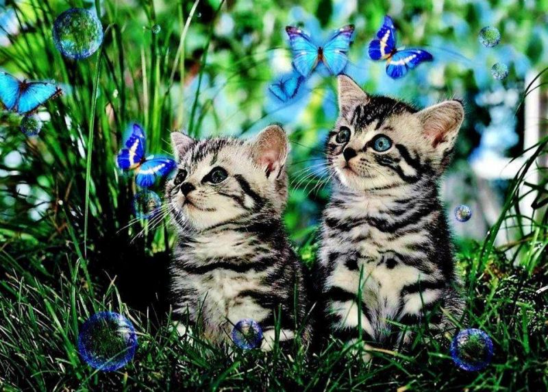Открытка: котята, бабочки и мыльные пузыри