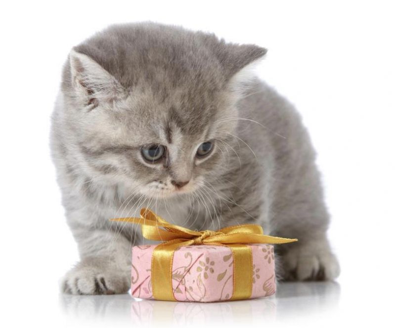 Подарочек для серого котенка