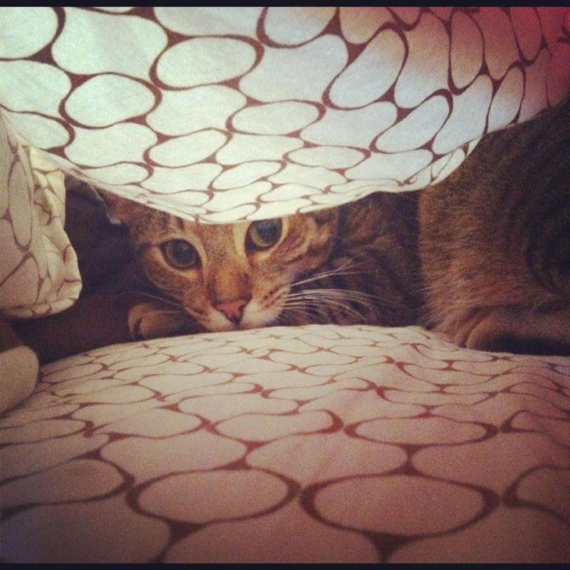 Полосатый кот прячется под одеялом