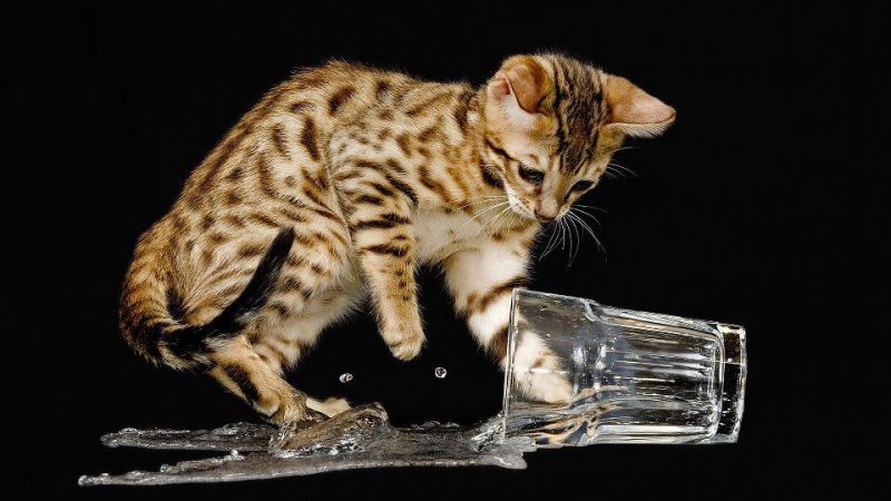 Пятнистый котенок опрокинул стакан