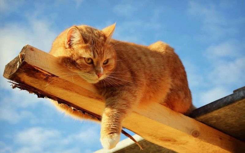 Рыжий кот лежит на деревянной балке