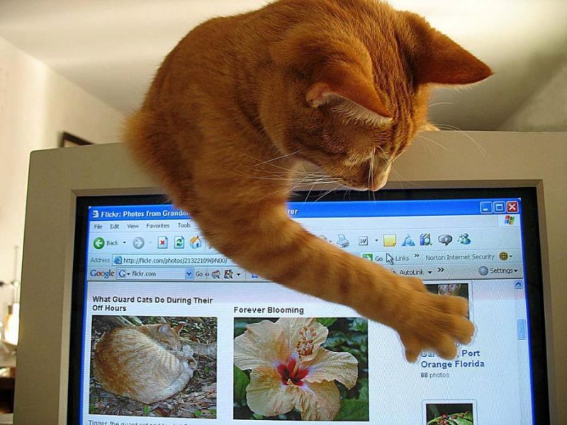 Рыжий кот ловит курсор на компьютере