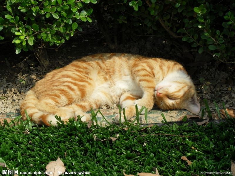 Рыжий кот спит в саду на солнышке
