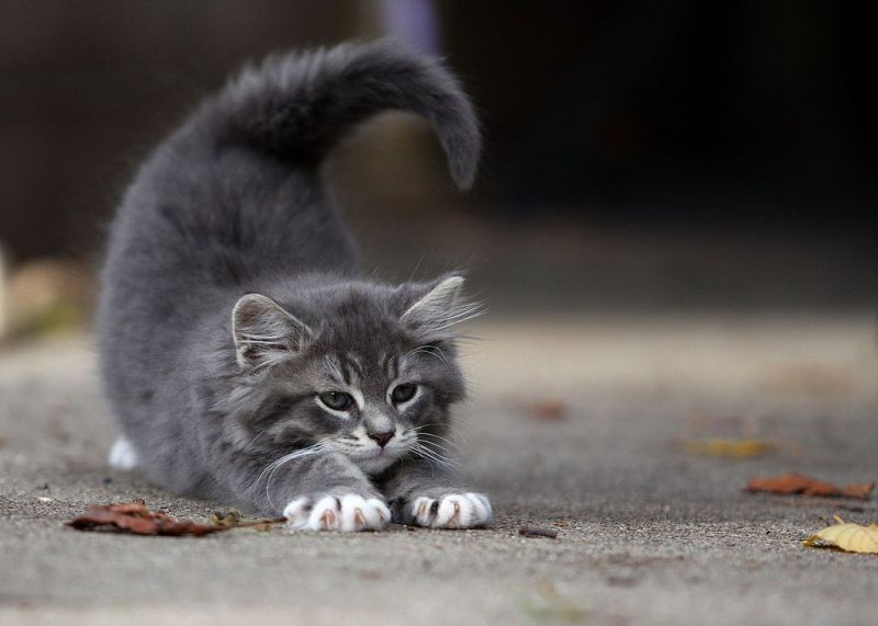 Серый котенок потягивается на улице