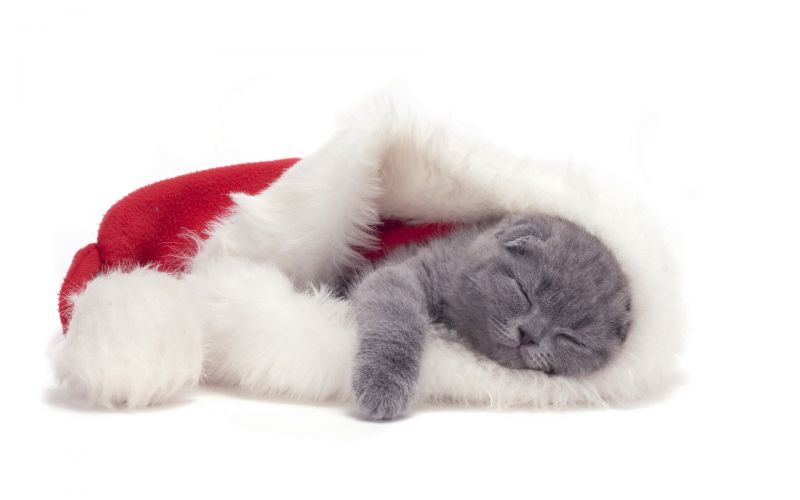 Серый вислоухий котенок спит в новогодней шапке
