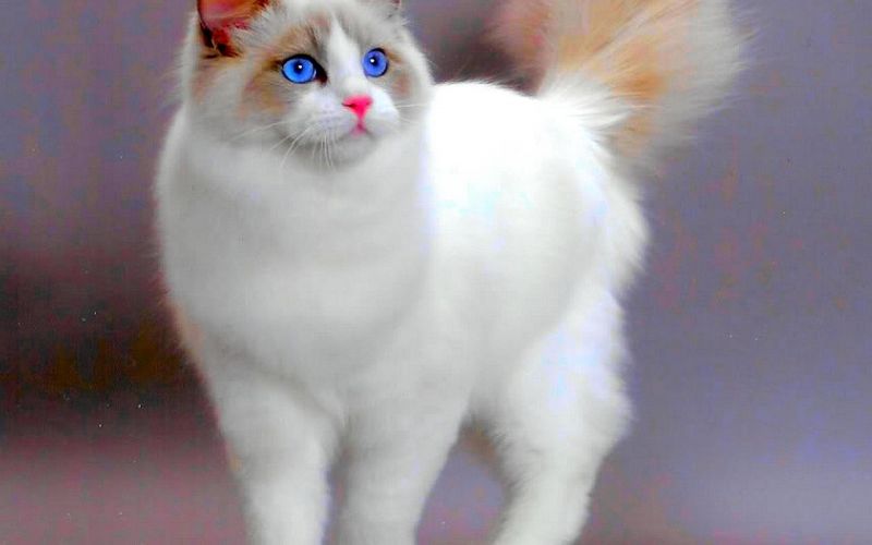 Шикарная кошка Рэгдолл с синими глазами