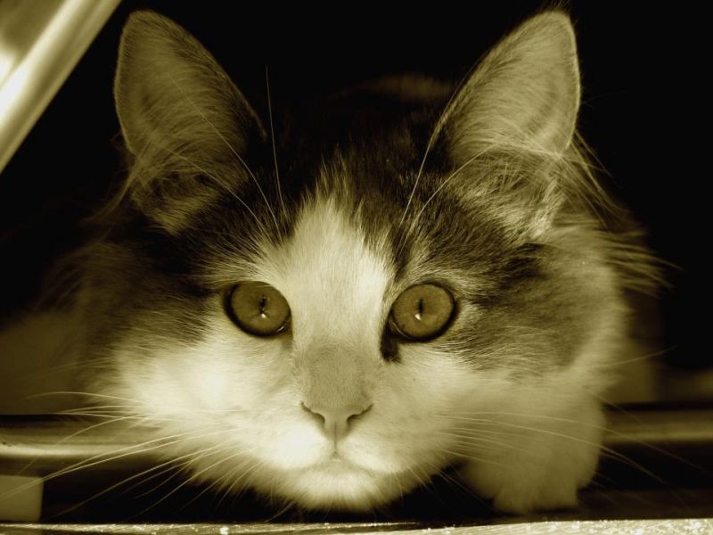 Сибирская кошка с большими глазами